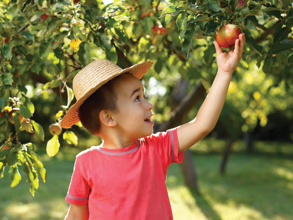 apple picking