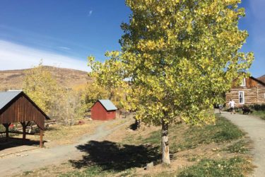 Golden Fall Walk