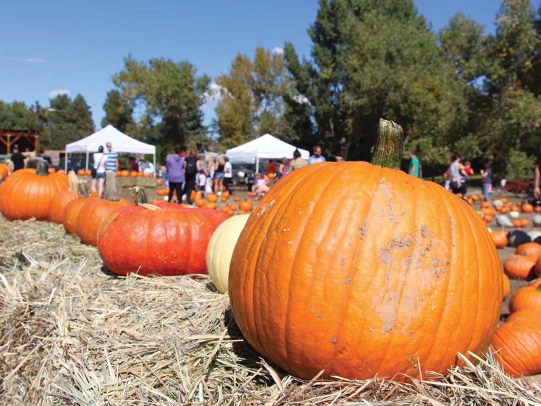 18 Fall Harvest Festivals Near Denver