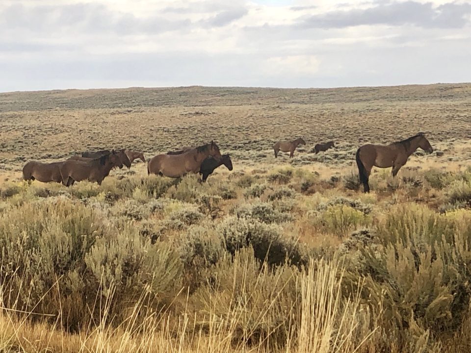 Wyoming road trip