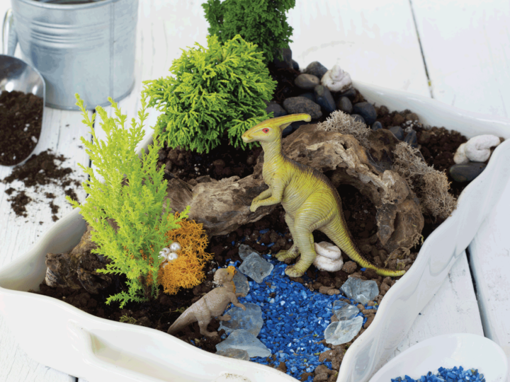 Build a Miniature Dinosaur Terrarium Colorado Parent