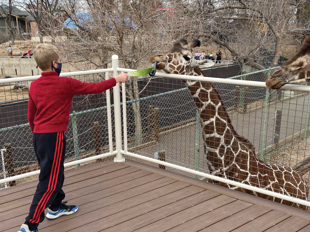 Denver Zoo Animals