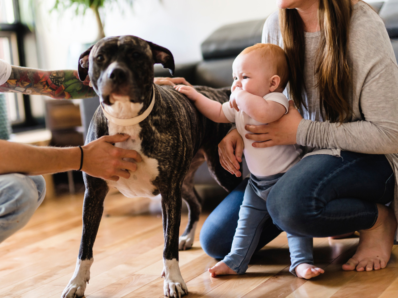 Preparing Pets for the New Baby Colorado Parent